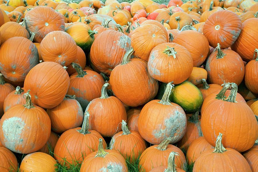 Harvested Pumpkins Photograph by Science Photo Library