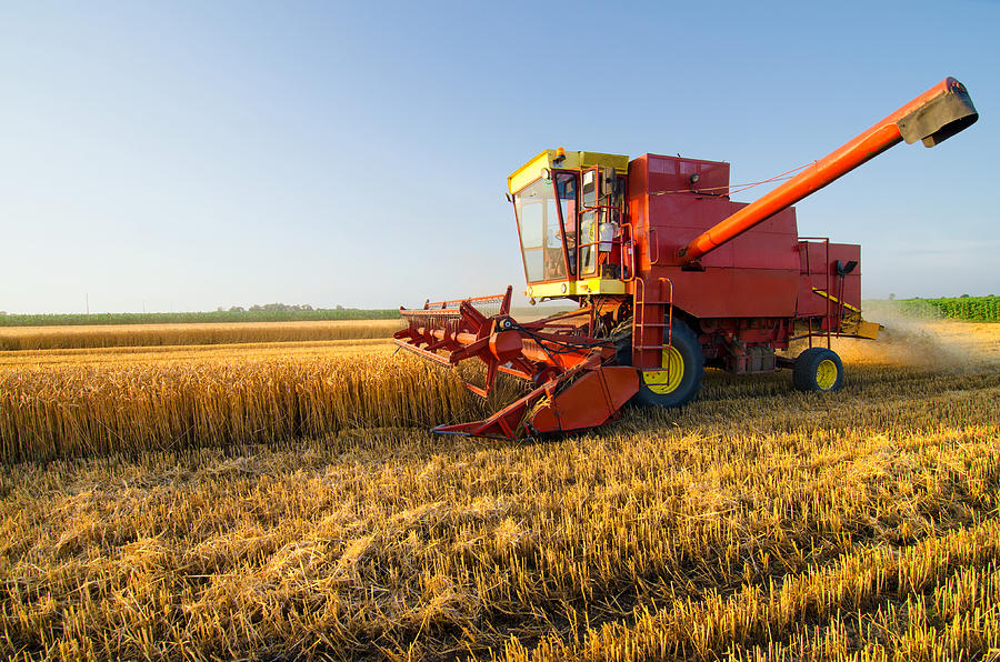 Harvester combine harvesting wheat on agricultural field Photograph by Slavica