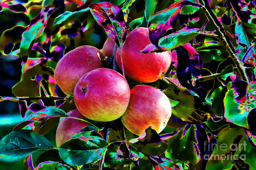 Harvesting Apples Photograph by Mariola Bitner