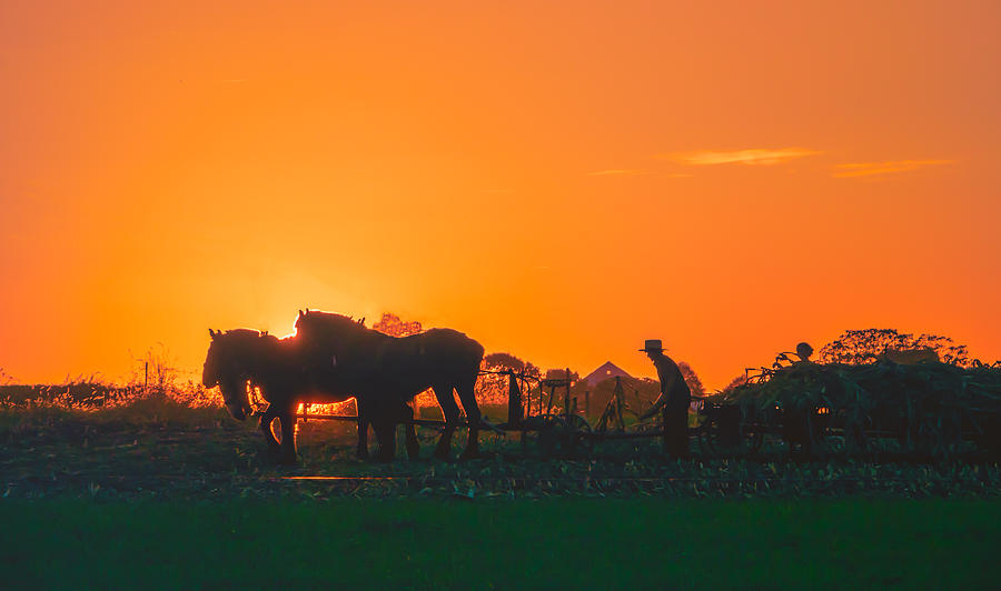 Harvesting At Sunset Photograph by David Kay