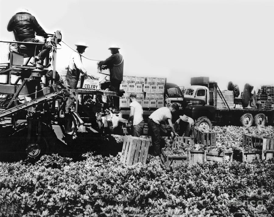 Salinas Valley Photograph - Harvesting Bud celery in the Salinas Valley California circa 1950 by Monterey County Historical Society