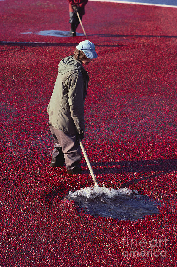 Harvesting Cranberries Photograph by Dick Hanley