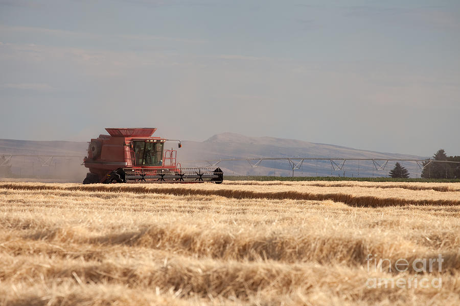 Harvesting Grain Photograph by Cindy Singleton
