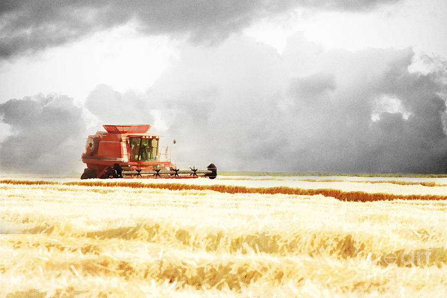 Harvesting the Grain Photograph by Cindy Singleton