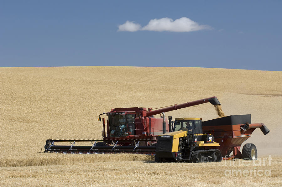 Harvesting Wheat Photograph by John Shaw