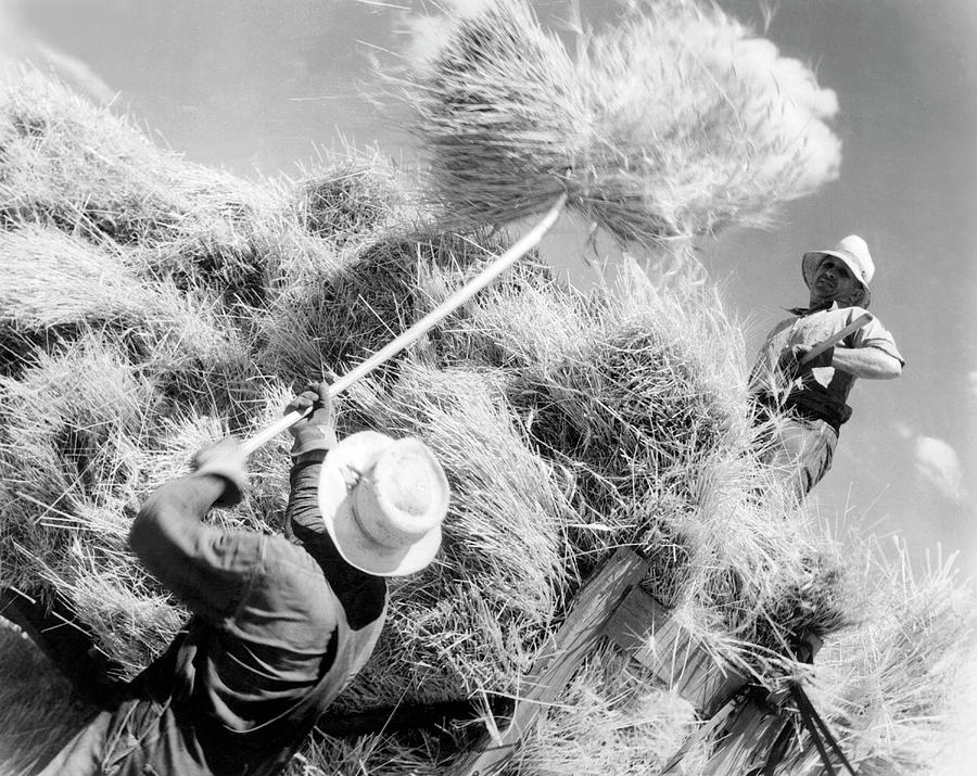 Harvesting Wheat Photograph by Underwood Archives