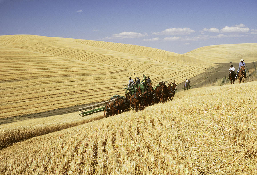 Harvesting Wheat With Mules Photograph by Earl Roberge
