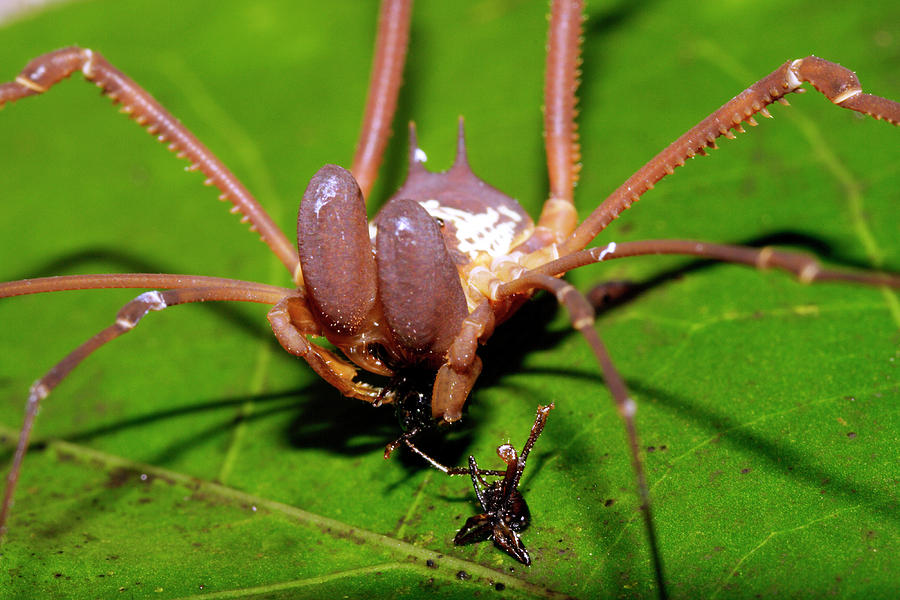 Harvestman Feeding On A Cricket Photograph by Dr Morley Read/science Photo Library