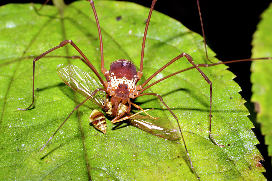 Harvestman Feeding On A Wasp Photograph by Dr Morley Read/science Photo Library
