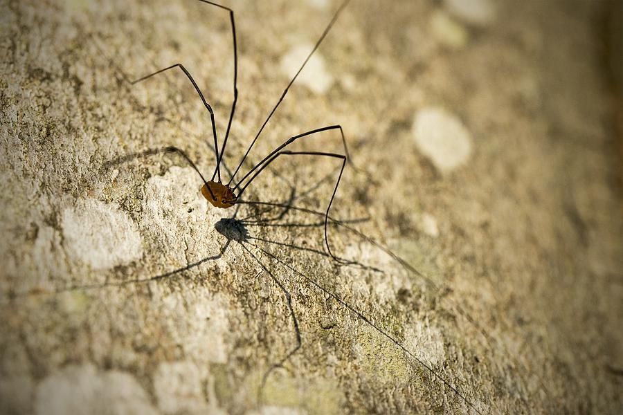 Harvestman Spider Photograph by Chevy Fleet