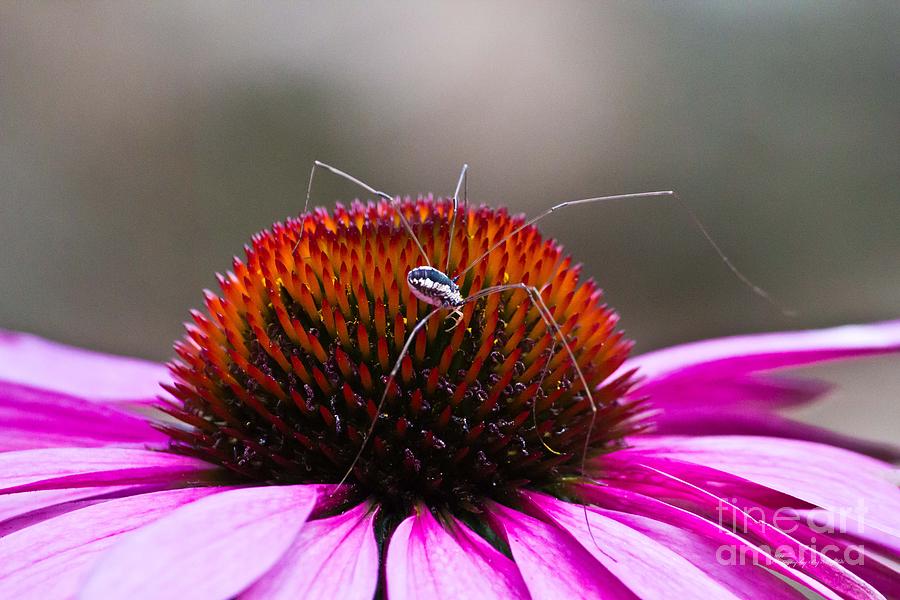 Harvestmen  and Purple Flower Photograph by Ms Judi