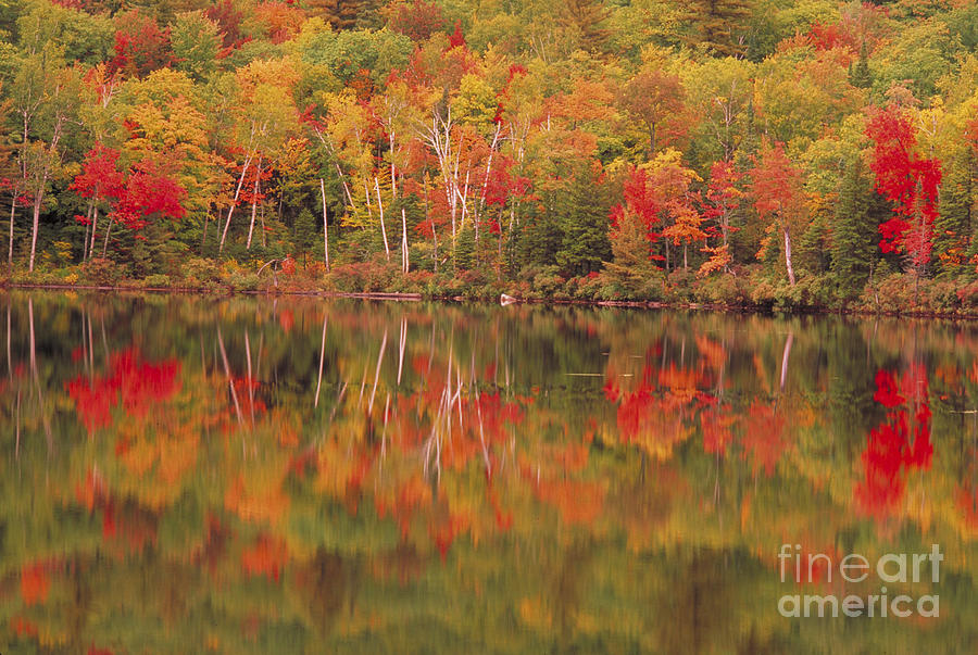 Tree Photograph - Harvey Pond. Madrid, Maine by George Ranalli