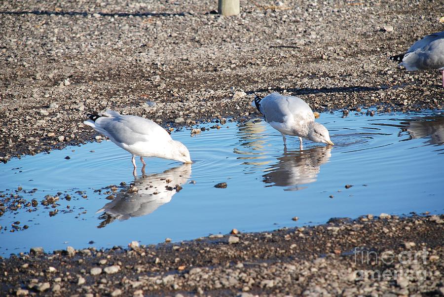 Hastings gulls Photograph by David Fowler