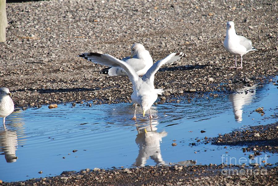 Hastings Herring Gulls Photograph by David Fowler