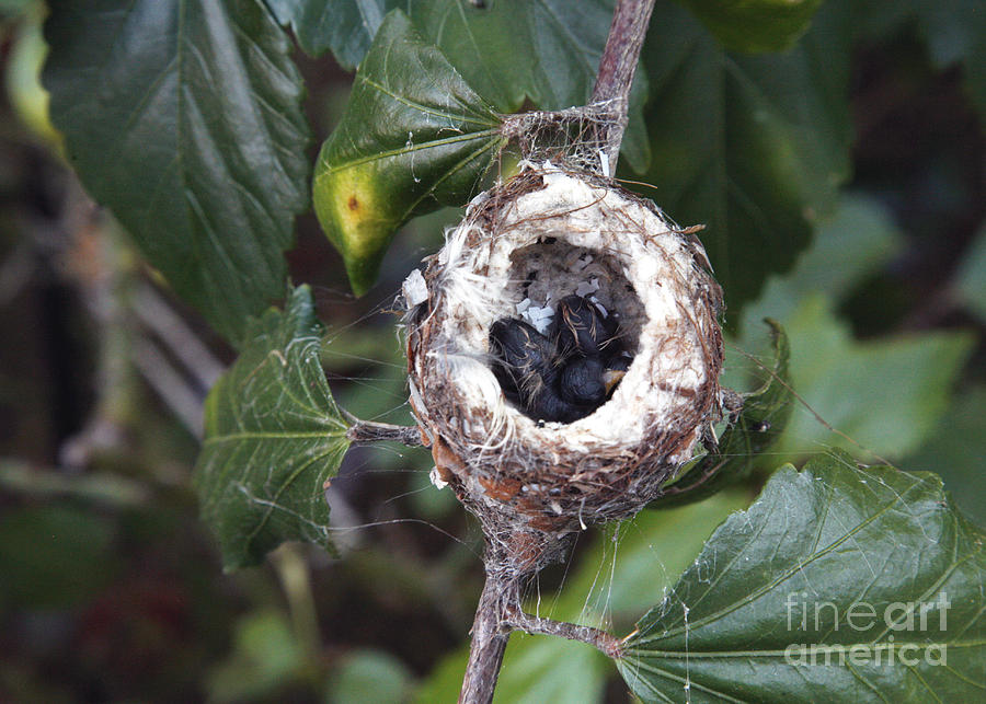 Bird Photograph - Hatches Hummingbirds by Wylder Flett