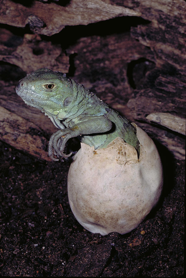 Hatching Green Iguana Photograph by Karl H. Switak