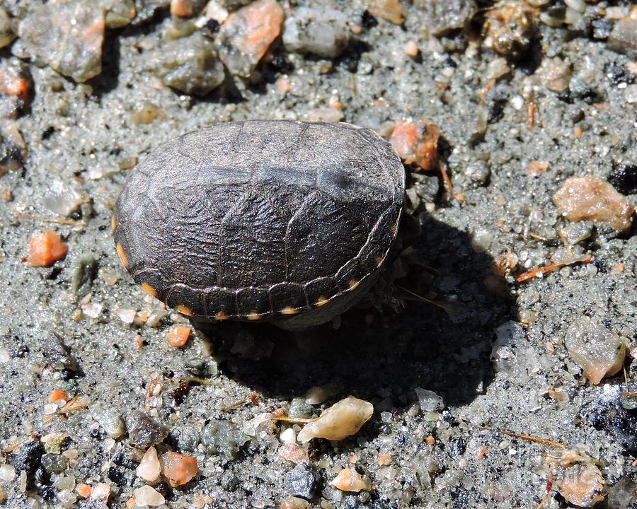 Hatchling Cooter Photograph by Caroline Morse - Fine Art America