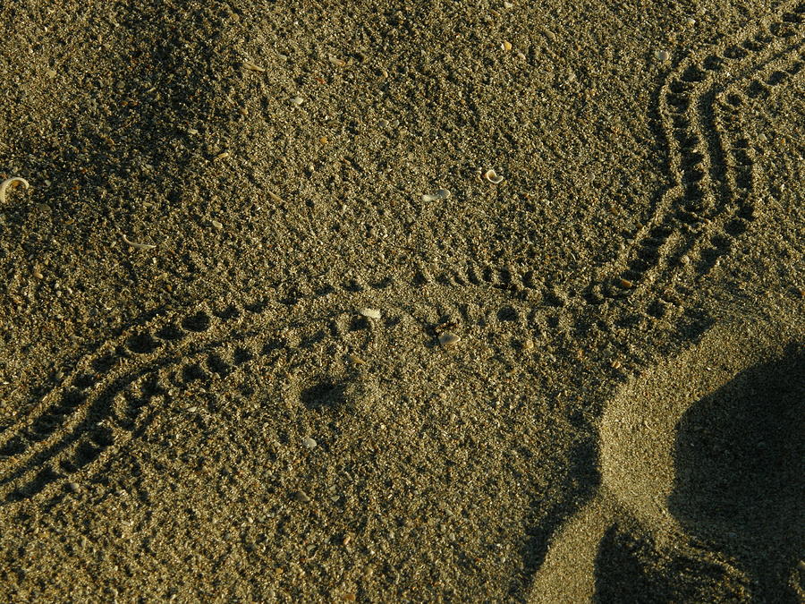 Hatchling Sea Turtle tracks Photograph by Kimberly Mohlenhoff