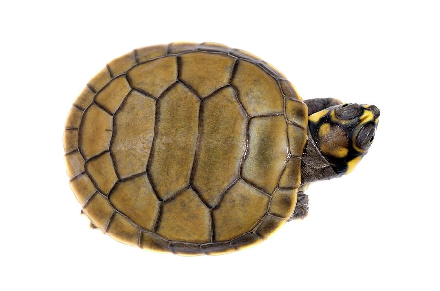 Hatchling Yellow-spotted River Turtle Photograph by Sinclair Stammers/science Photo Library