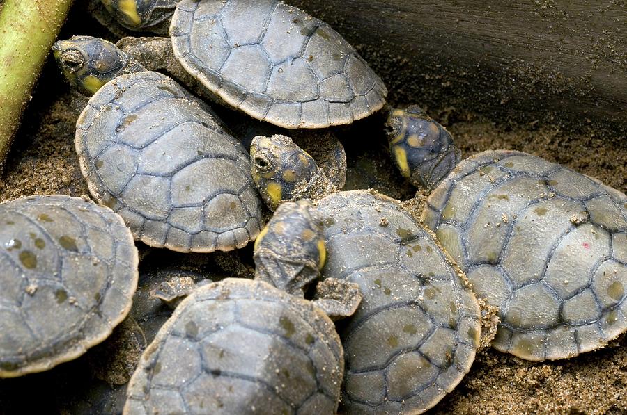 Hatchling Yellow-spotted River Turtles Photograph by Sinclair Stammers/science Photo Library