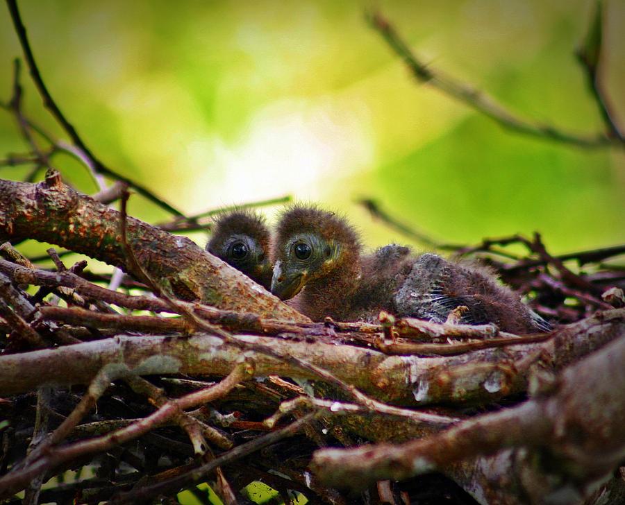 Hoatzin Hatchlings in the Amazon Photograph by Henry Kowalski