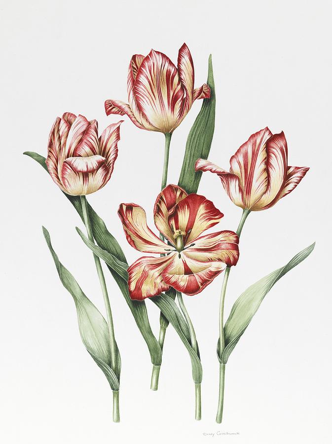 Tulip Painting - Hatfield Tulip by Sally Crosthwaite