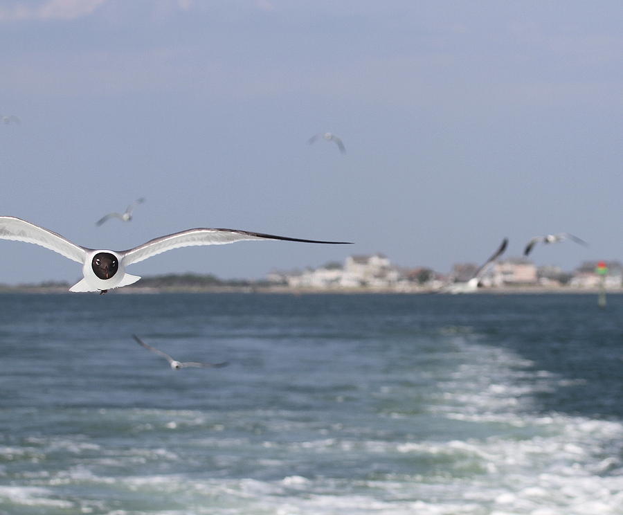 Seagull Photograph - Hatteras Village And Seagulls 2 by Cathy Lindsey