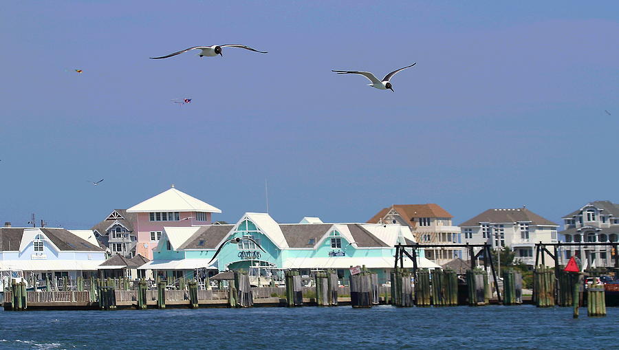 Seagull Photograph - Hatteras Village And Seagulls by Cathy Lindsey