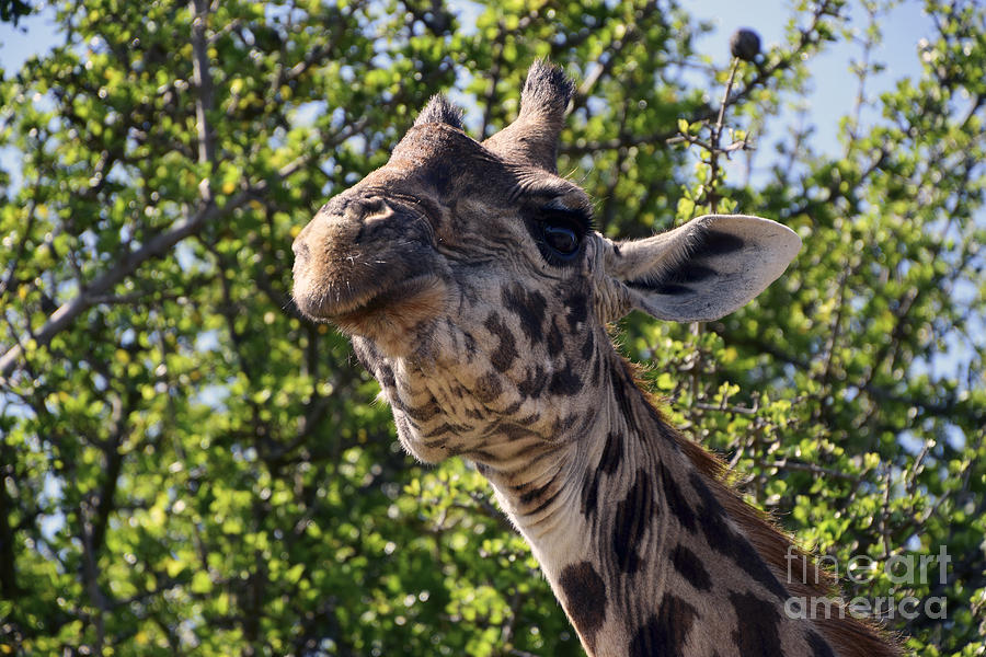 Haughty Giraffe Photograph by AnneKarin Glass