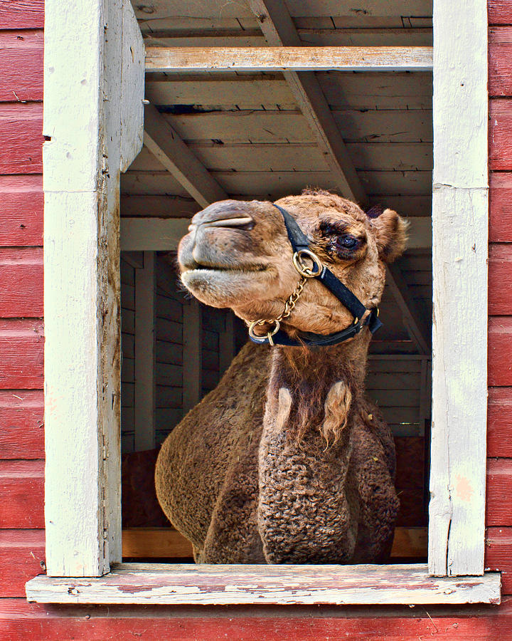 Camel Photograph - Haughty by Nikolyn McDonald