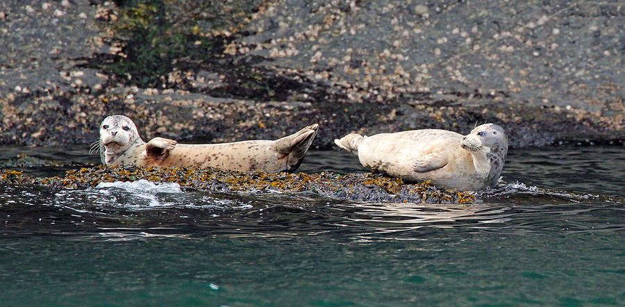 Wildlife Photograph - Hauled Out Harbor Seals by Bob Camp