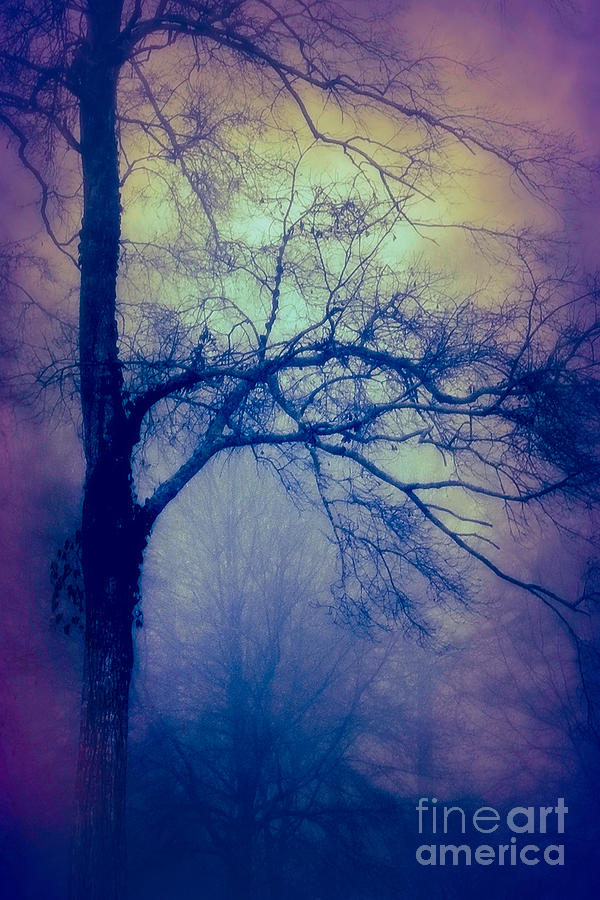 Halloween Photograph - Haunted Branches by Judi Bagwell