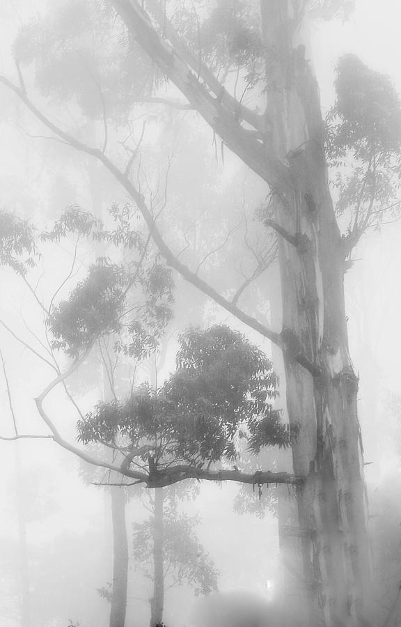 Haunted Forest Photograph by Jenny Rainbow