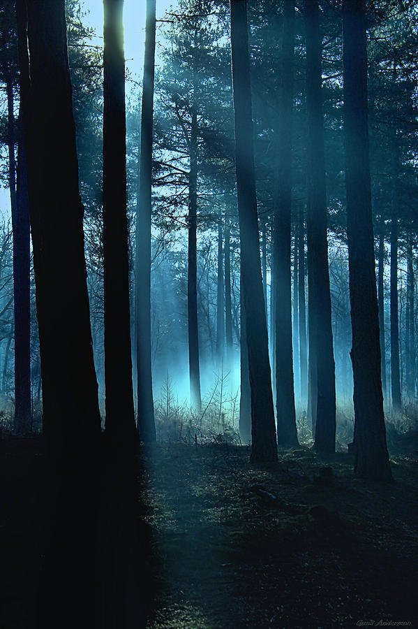 Haunted Forest Winter Mist In Forest Photograph By Guna Andersone