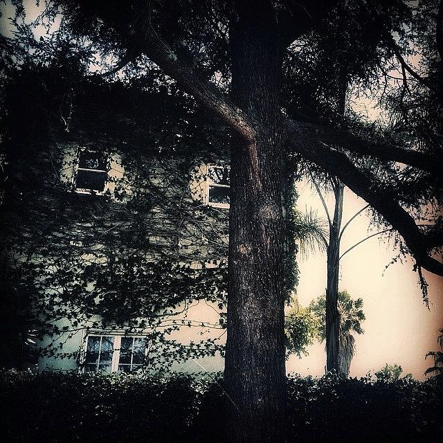 Tree Photograph - Haunted In The hood by Christi Evans