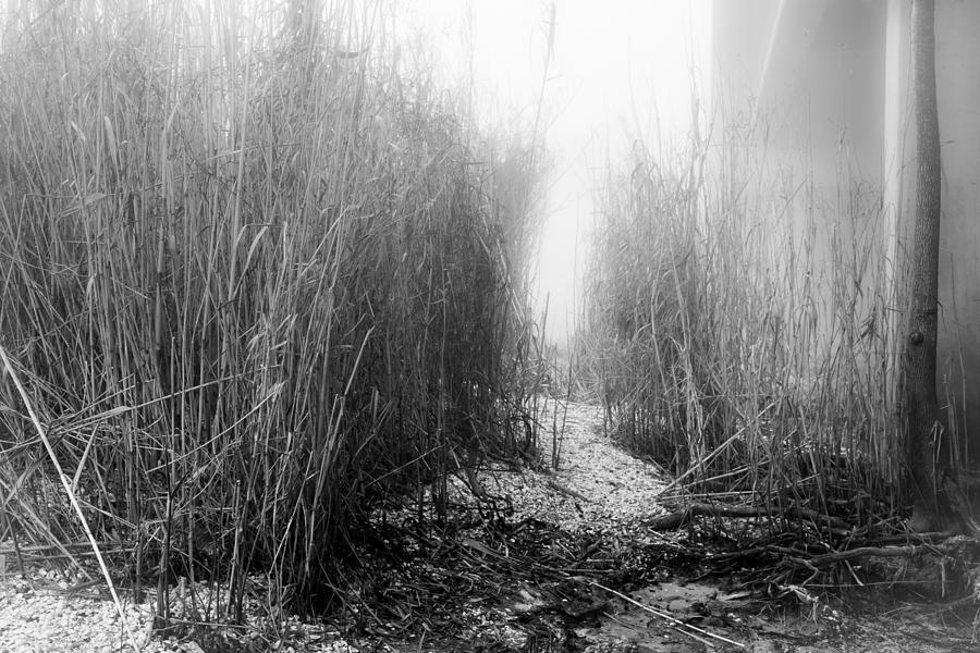 Goose Photograph - Haunted Path by Brad Monnerjahn
