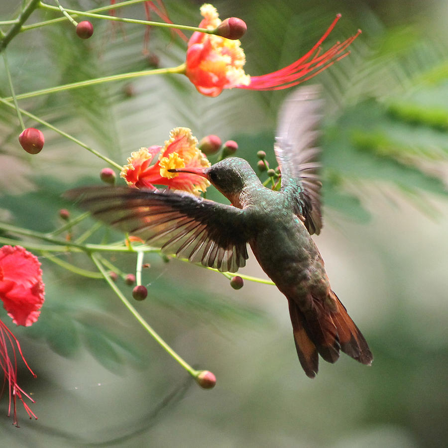 Haunting Hummingbird Photograph by Nathan Miller