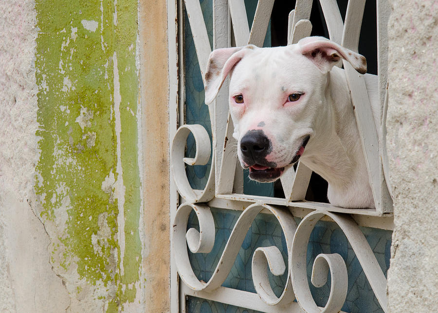 Havana Watchdog Photograph by Rob Huntley