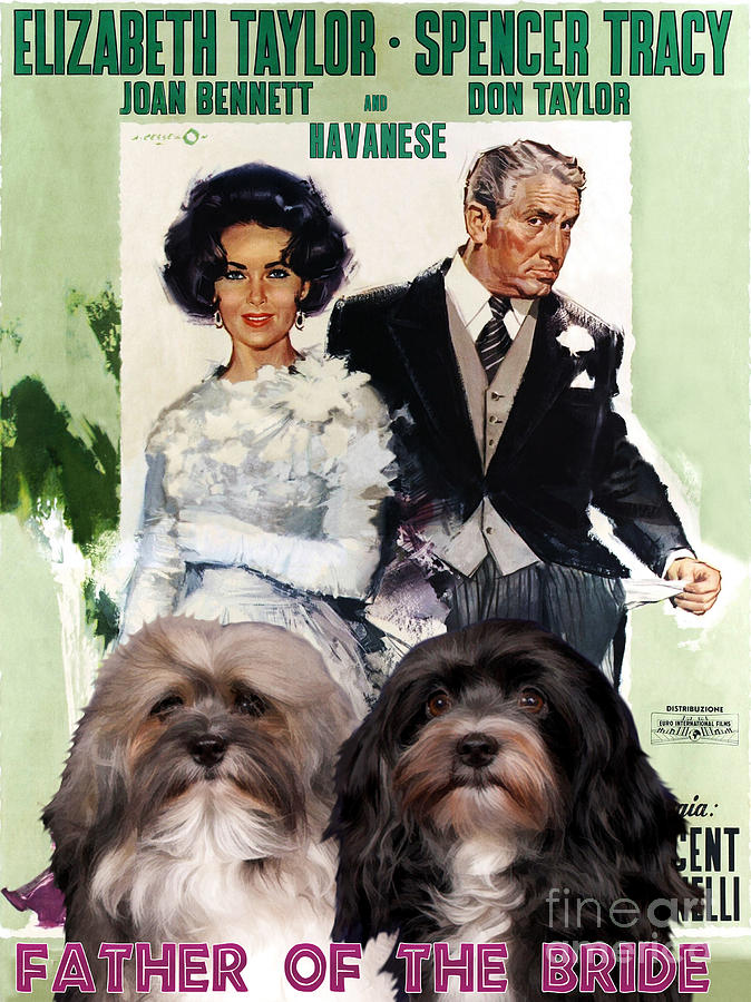 Havanese Art - Father of the Bride Movie Poster Painting by Sandra Sij