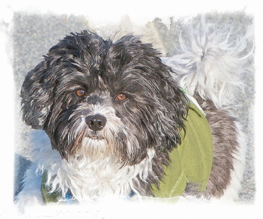 Havanese Photograph by Constantine Gregory