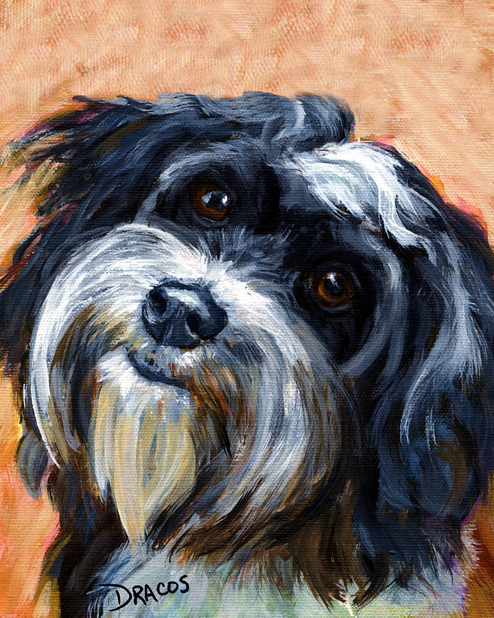 Small Dog Painting - Havanese Dog Portrait by Dottie Dracos