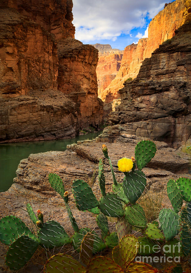 Grand Canyon National Park Photograph - Havasu Cactus by Inge Johnsson