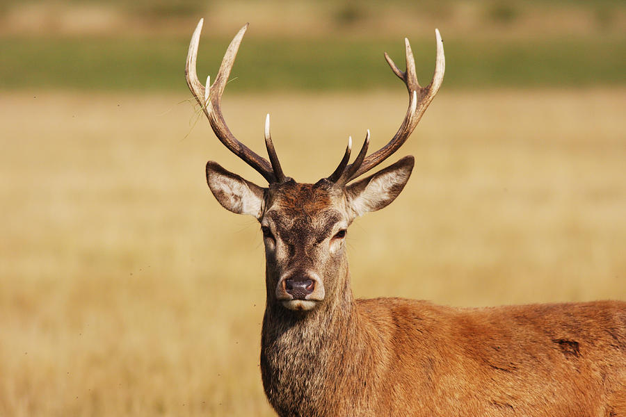 Have a hart red deer stag Photograph by Whiteway