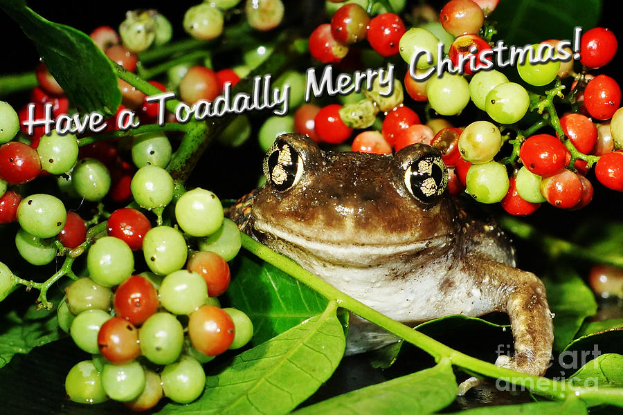 Christmas Photograph - Have a Toadally Merry Christmas by Lynda Dawson-Youngclaus