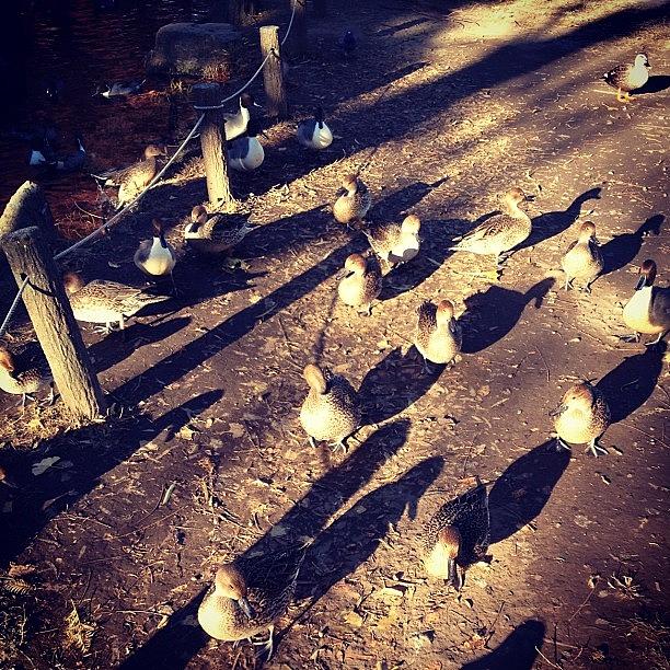 Duck Photograph - Have Gathered A Lot Of Ducks.no by Saito Hironobu