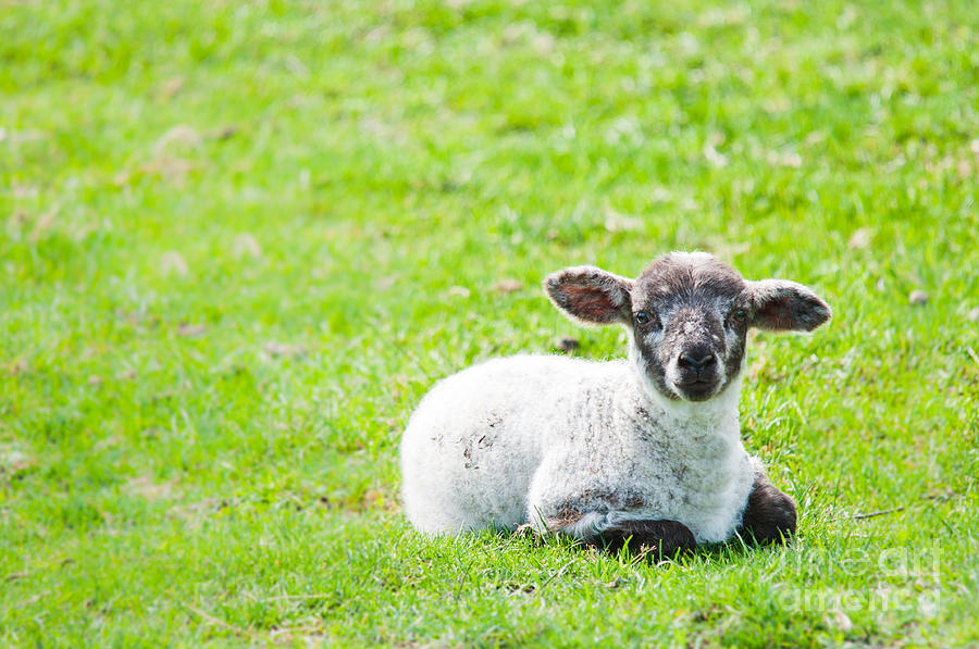 Have you any Wool Photograph by Cheryl Baxter