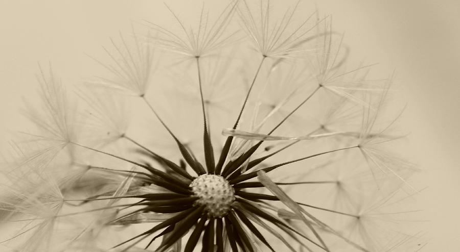 Flowers Still Life Photograph - Having a bad hair day by Debbie Howden