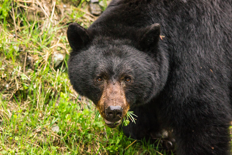 Having a salad before the main meal is always healthy-wild black bear Photograph by Eti Reid