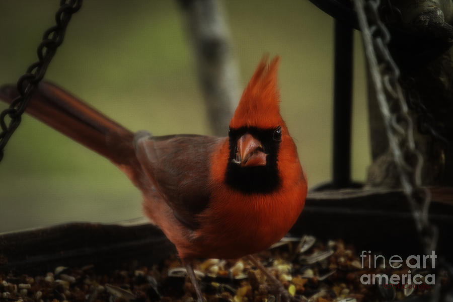 Cardinal Photograph - Having A Snack by Amanda Collins