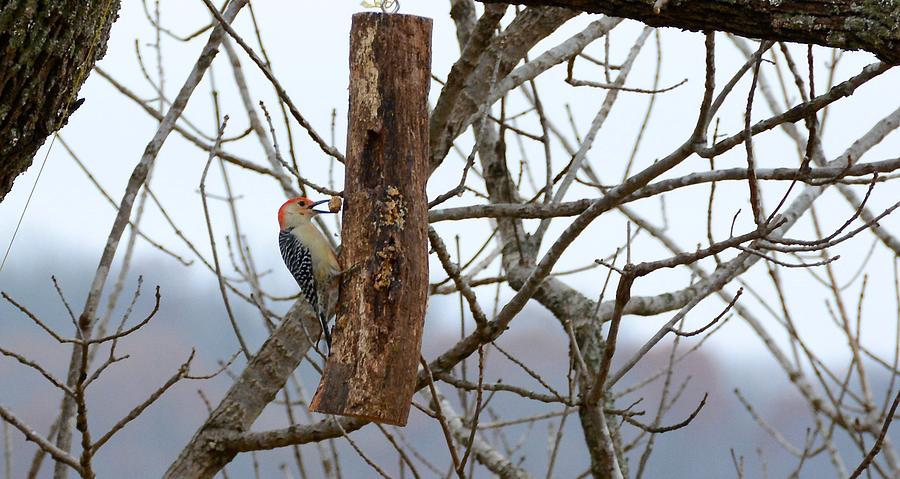 Woodpecker Photograph - Having Breakfast by Richard B Mangrum
